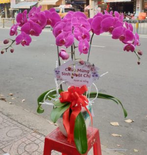 Chậu lan hồ điệp - 12