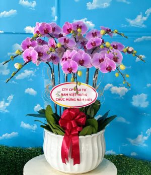 Chậu lan hồ điệp - 16